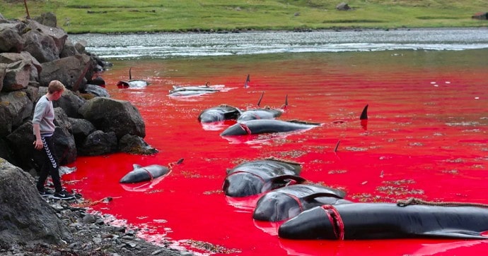 Bible Sea turns into blood